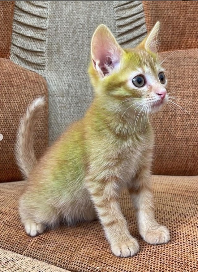 Котёнка с зелёной шерстью нашли в Беларуси