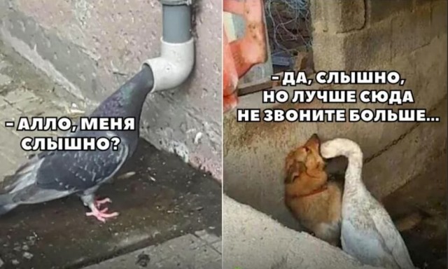Вот и заступайся за шерстяного