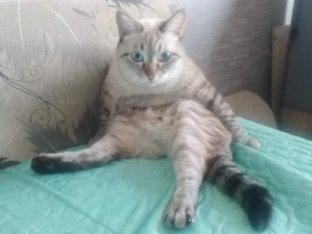 Толстые коты