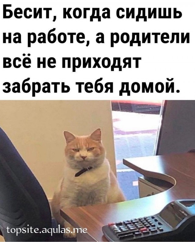 Котовтоник в картинках