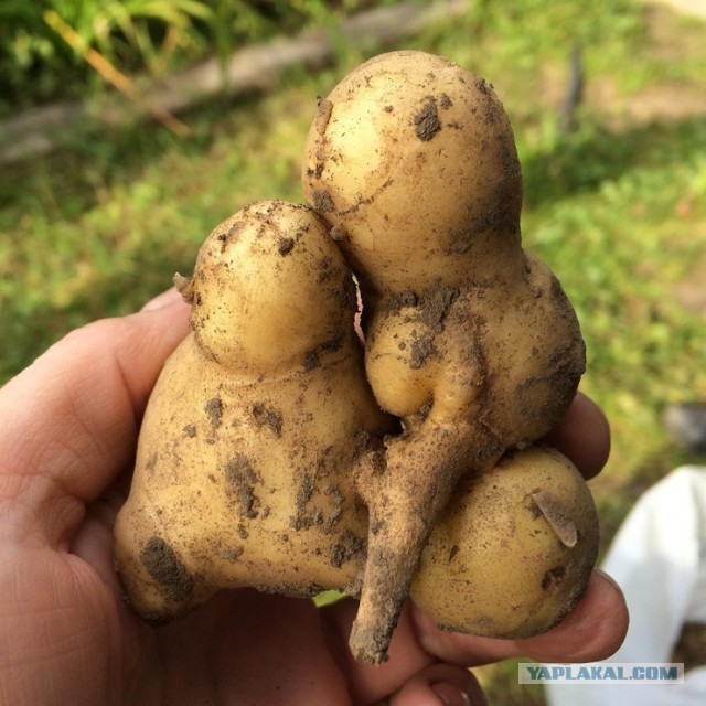 В Госдуме высказали мнение, что российские женщины стали чаще разводиться, наслушавшись инфоцыганской психологии: