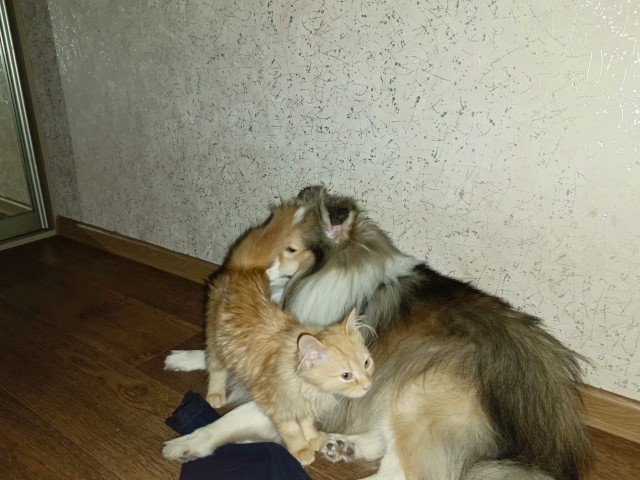 Очумелые Пёрышки