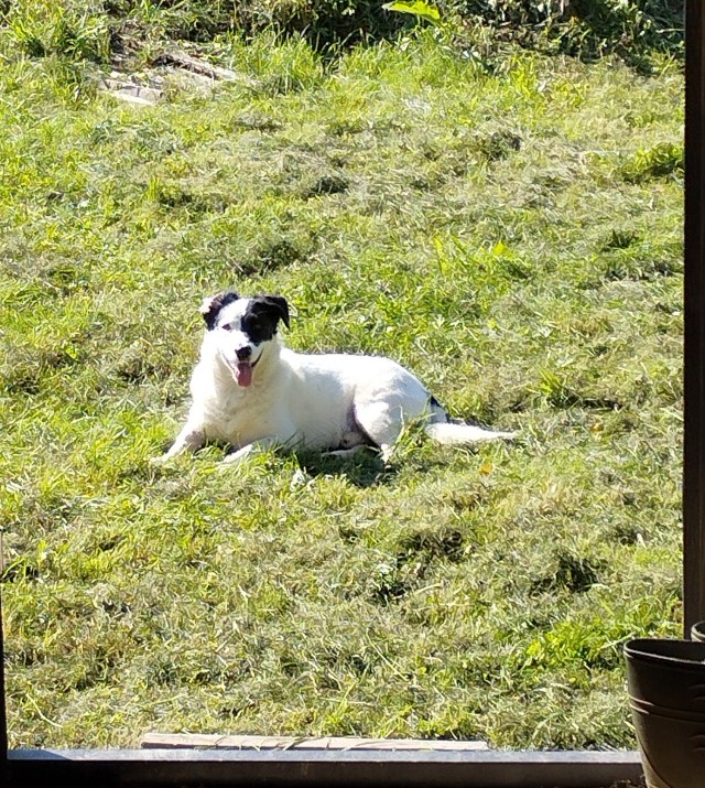 Инициатива о безнадзорных собаках набрала 100% голосов!