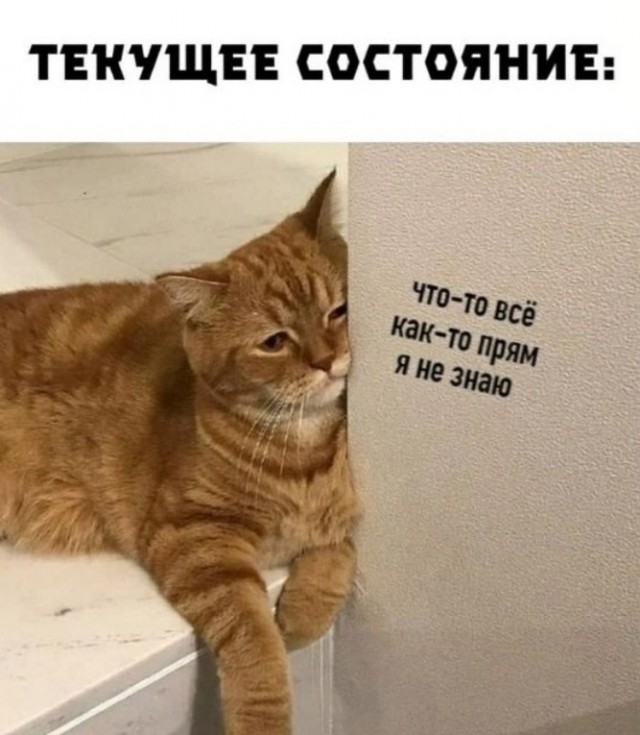 Сегодня отмечается День уважения кошек