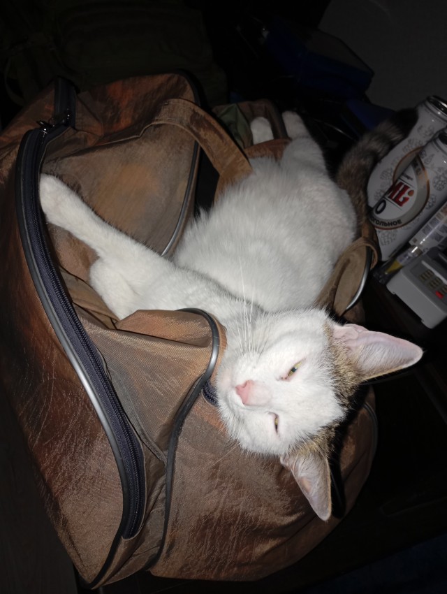 Совпало с котовторником.