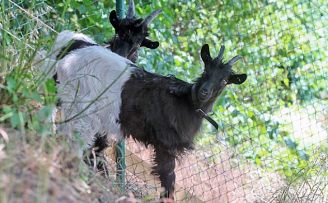 В чешском Страконице рецидивист изнасиловал козу, полиция его поймала