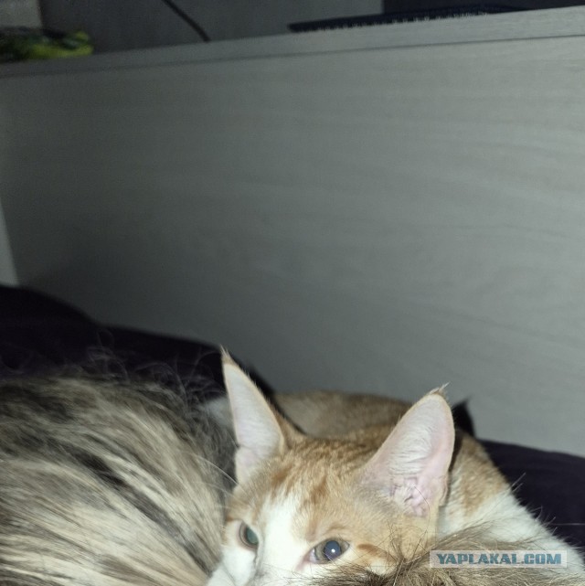 Котенок упал с 5го этажа