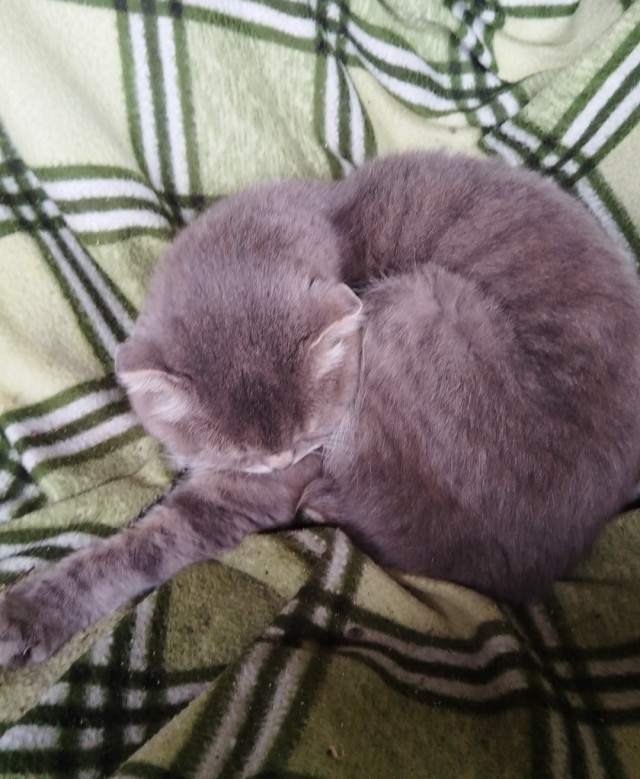 Гены.