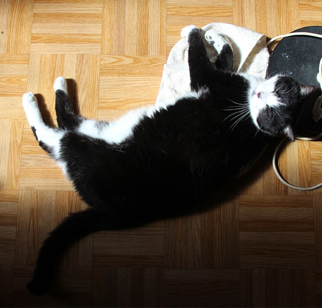 Котейка, который не знает как лежат котейки