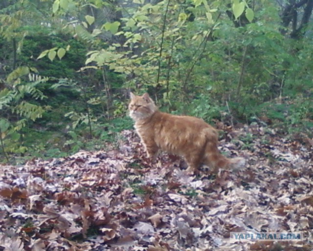 Котовторник 29.10.2013
