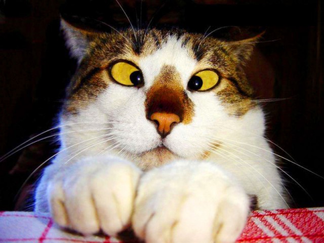 Глуповатый и одновременно смешной котенька)))