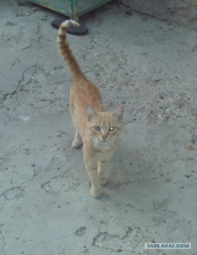 Котовторник 09.09.2014