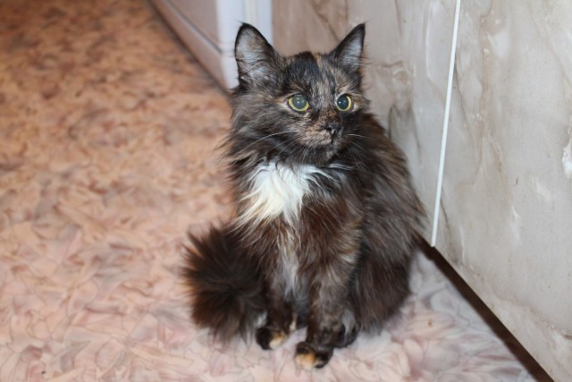 Жизнь домашнего приюта для котеек 37