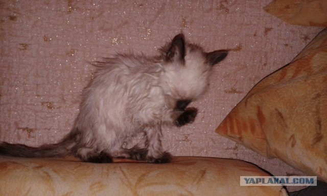 Котовторник 2.12.14