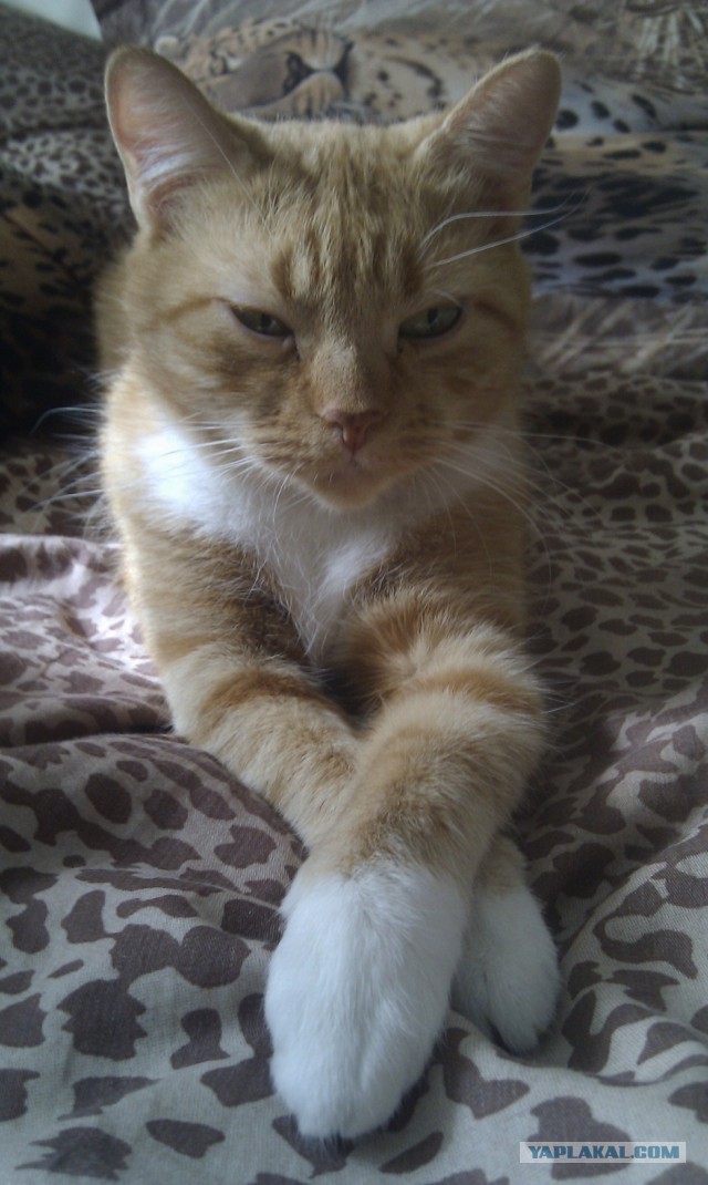 Котовторник
