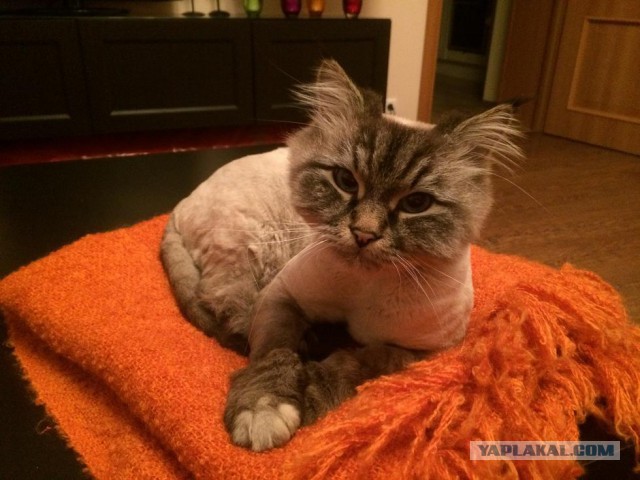 Как я побрил кота