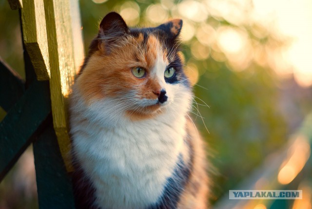 Котовторник 16.06.2015., Котовторник наступил!
