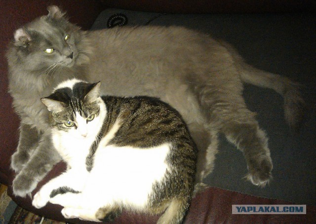 Котовторник 14.07.2015
