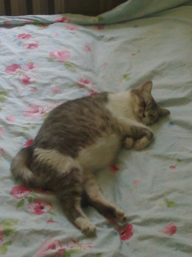 Котовторник  21.07.2015
