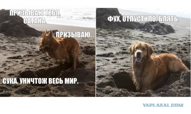 Веселые картинки