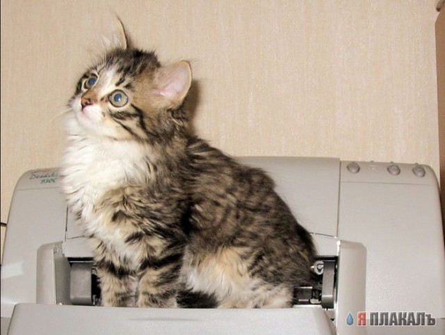 Коты, кошки, котята