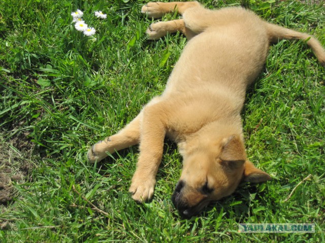 Мимимишности пост