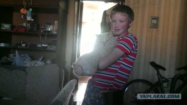 Как накормить кота