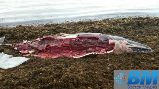Приморцы съели китёнка, выброшенного на берег