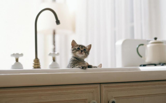 Коты из сети