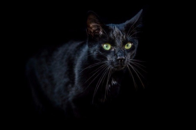 Коты из сети