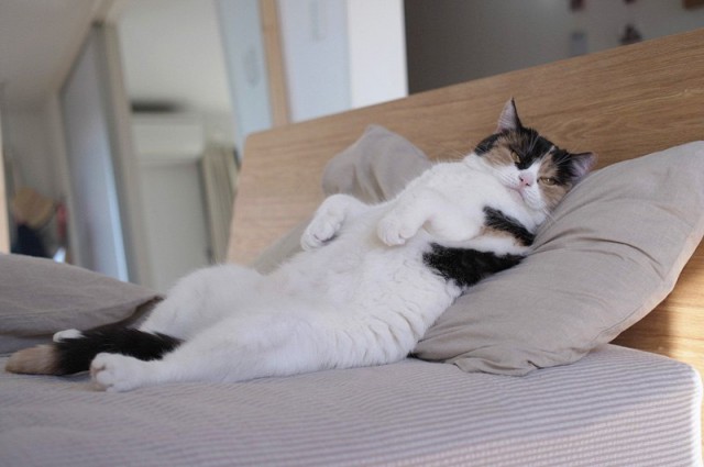 Коты из сети
