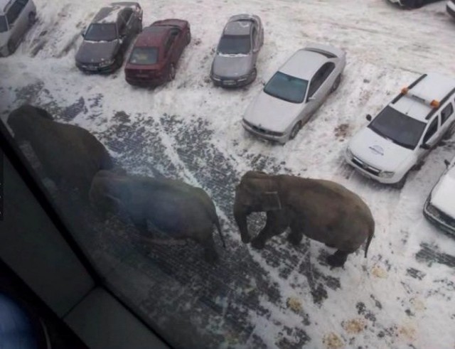 Подборка безудержного веселья