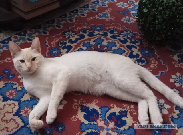 Котовторник 28.03.2017