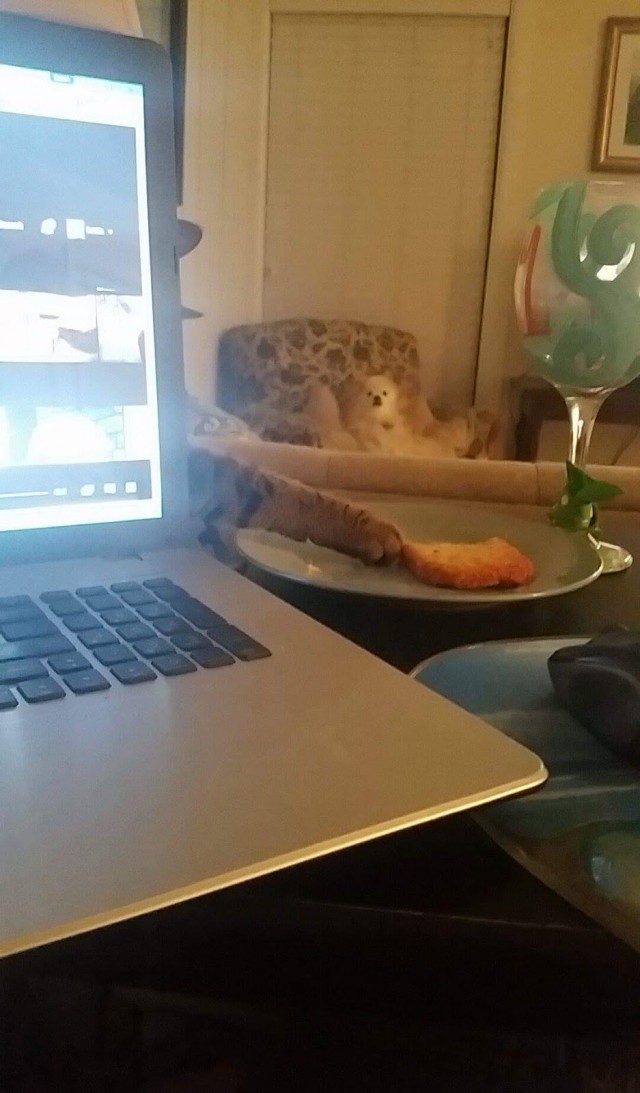 Коты и Кошки