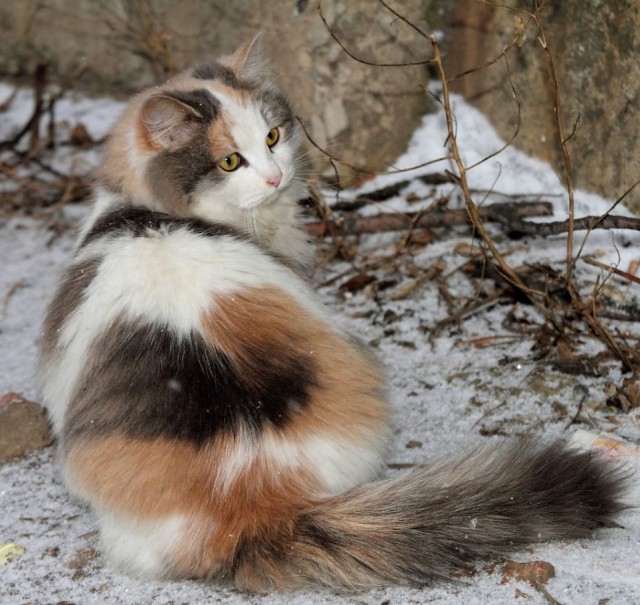 Коты и Кошки