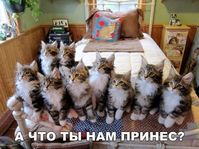 Коты и Кошки