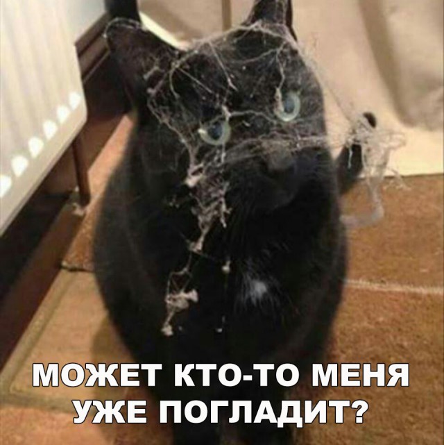 Коты и Кошки