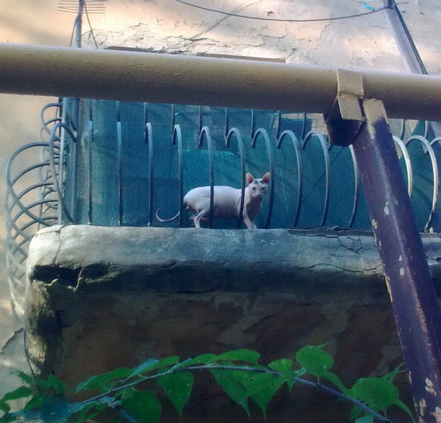 Почему продажные женщины выгоднее, чем современные "бахини", когда "надо" всего раз-два в месяц