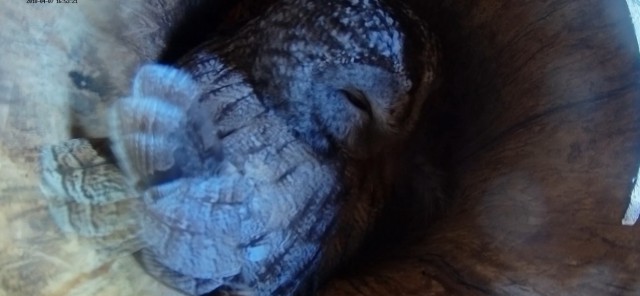 Гнездование Орлана-белохвоста