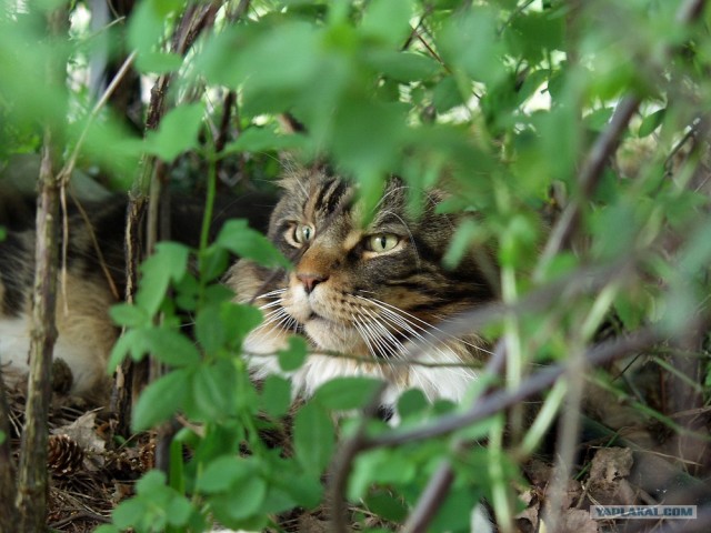 Рыжий котовторник на ЯПлакал!, Смотрим  и добавляем!