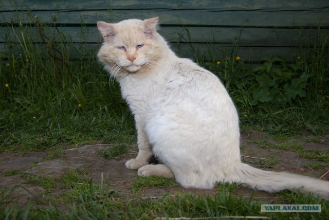 Котовторник в ЯПонии (58 фот)