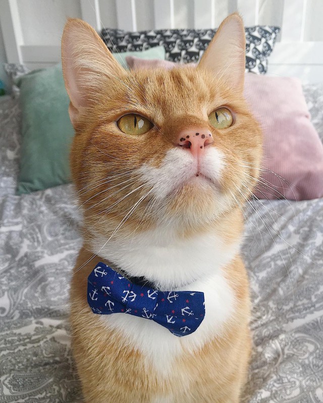 Прикольных котов пост