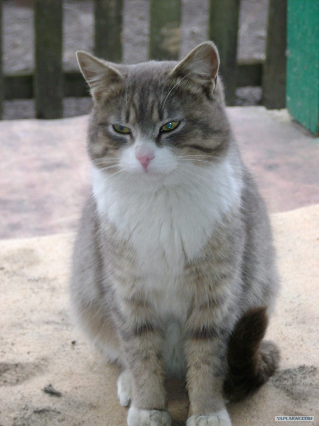 Котопятница