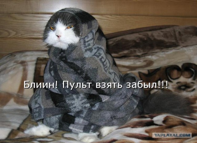 Сонный Котовторник