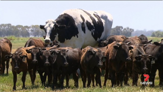 Второгодница? В Австралии нашли корову ростом два метра — гораздо больше сородичей