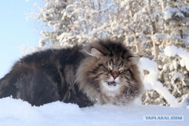 Котовторник 27.12.11
