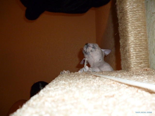 Котовторник (10.01.2012)