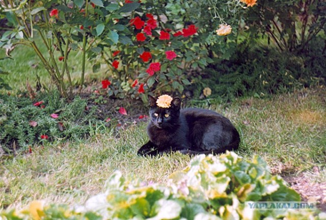 Котовторник (24. 01. 2012 )