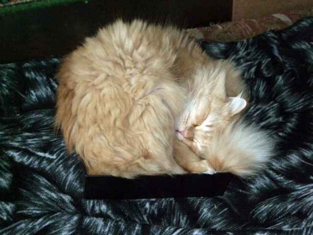 Котовторник (14.02.2012)