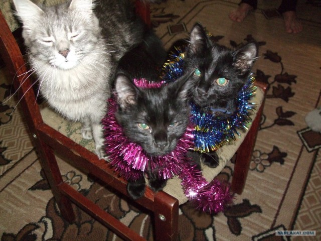 КОТОВТОРНИК (6.03.2012)